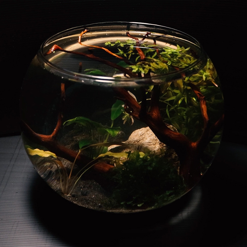 amtra-biocell-crystal-globe-aquarium-boule-verre-design image 6