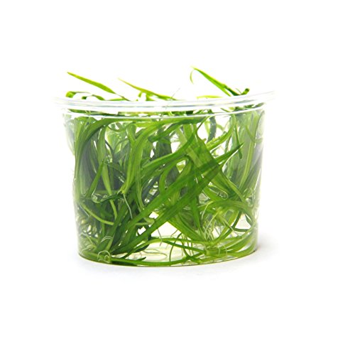 dennerle-plantit-helanthium-tenellum-plante-aquarium-in-vitro image 8