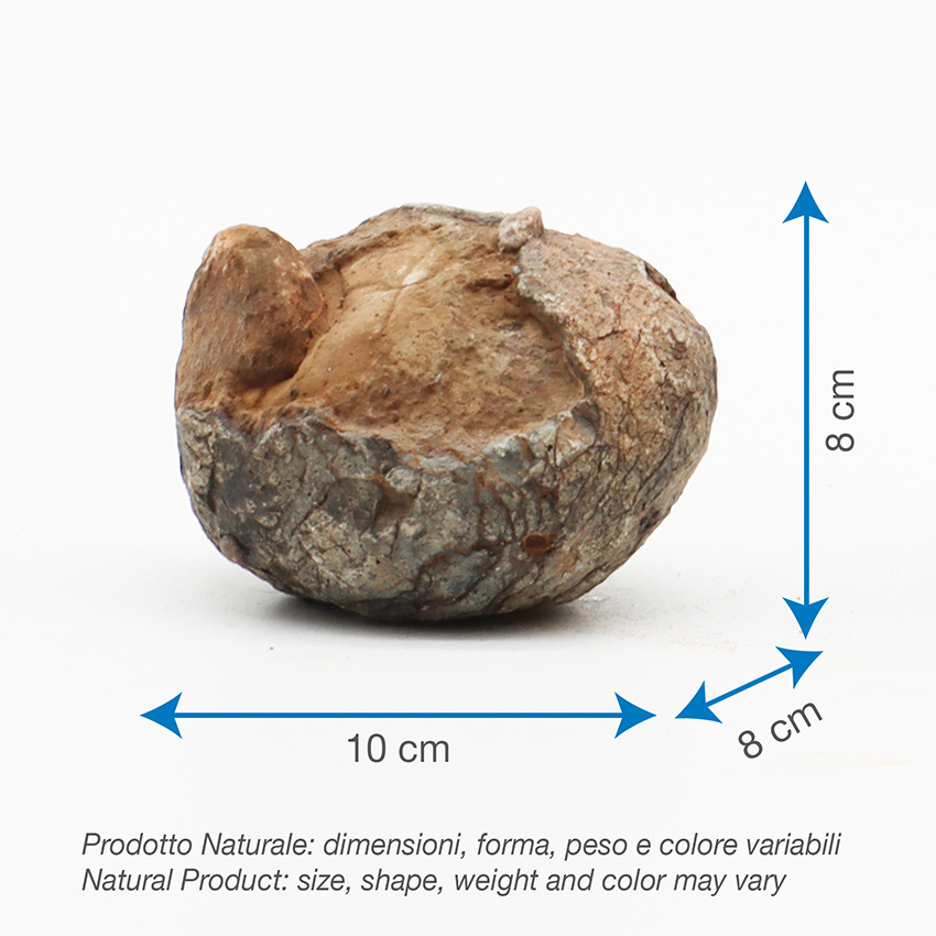 amtra-frost-uova-dinosauro-roche-aquarium-naturelle-0-6-2-kg image 2