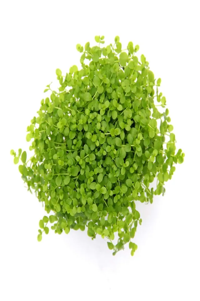dennerle-plantit-micranthemum-monte-carlo-plante-aquarium image 1