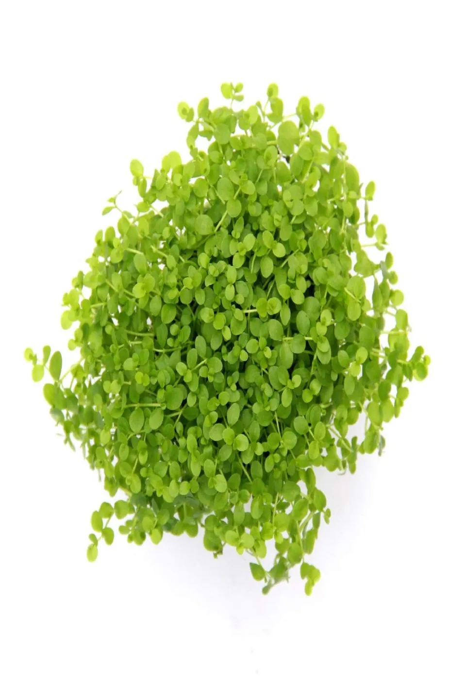dennerle-plantit-micranthemum-monte-carlo-plante-aquarium image 1