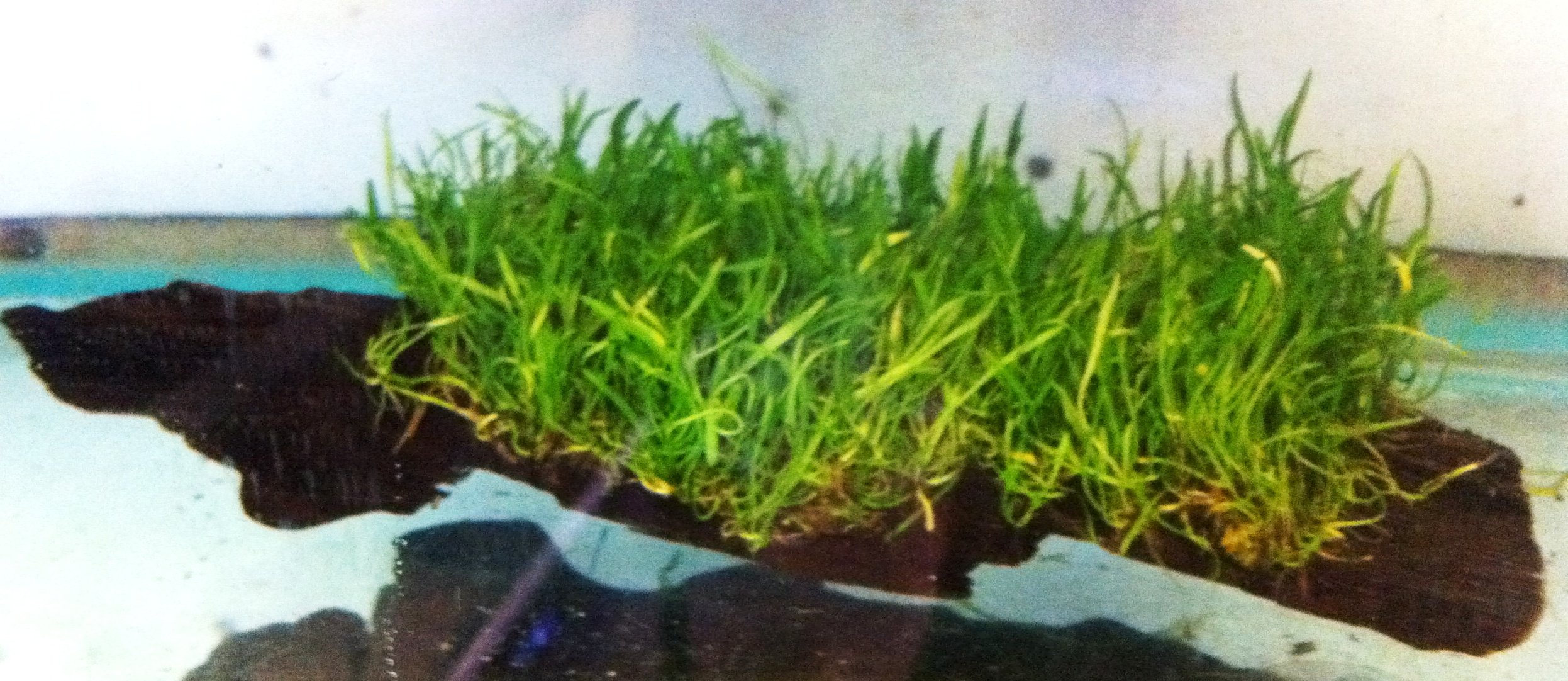 dennerle-plant-pads-lilaeopsis-brasiliensis-18-cm image 1