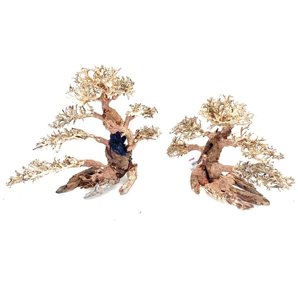 amtra-oriental-wind-4-racine-aquarium-aquascaping image 3