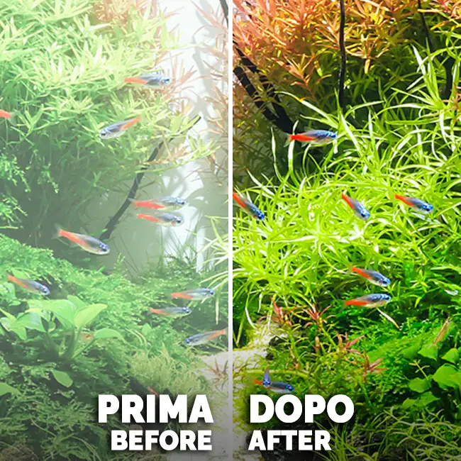 amtra-clean-procult-activateur-bact-rien-aquarium-bact-ries-vivantes image 2
