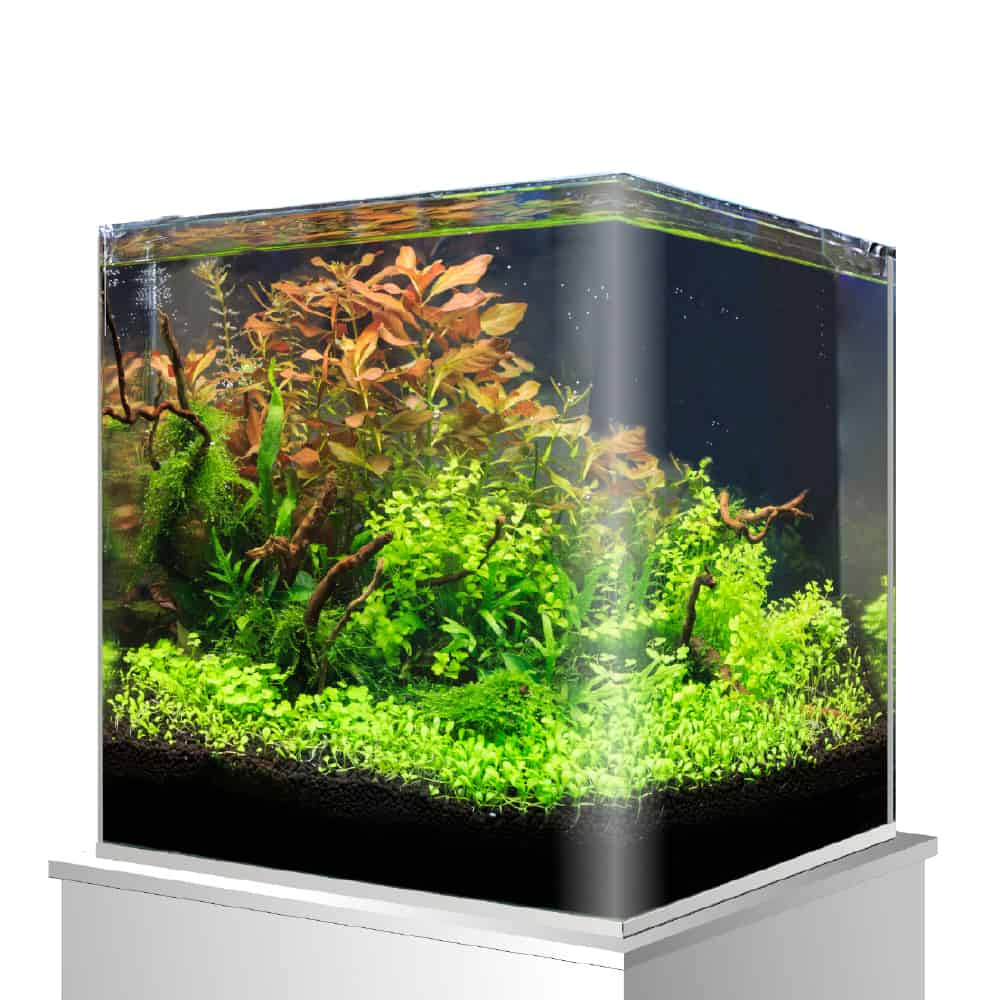 amtra-nanotank-system-aquarium-verre-30-l image 2