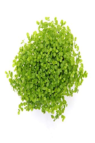 dennerle-plantit-micranthemum-monte-carlo-plante-aquarium image 2