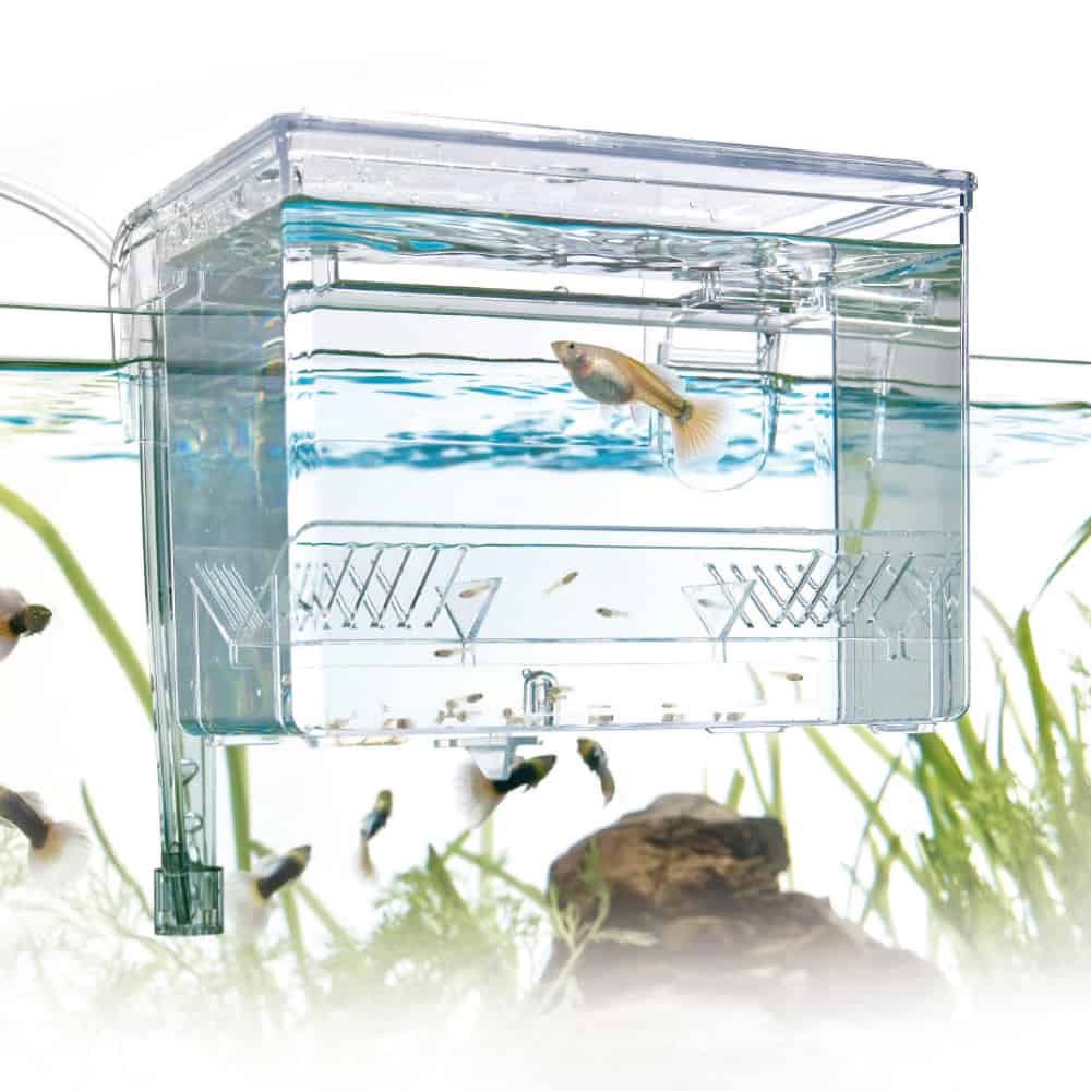 amtra-algen-scraper-pondoir-externe-aquarium-hang-on-alevins image 4