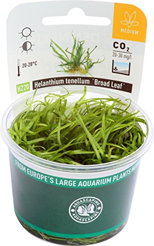 dennerle-plantit-helanthium-tenellum-plante-aquarium-in-vitro image 5
